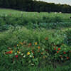 udy4ever